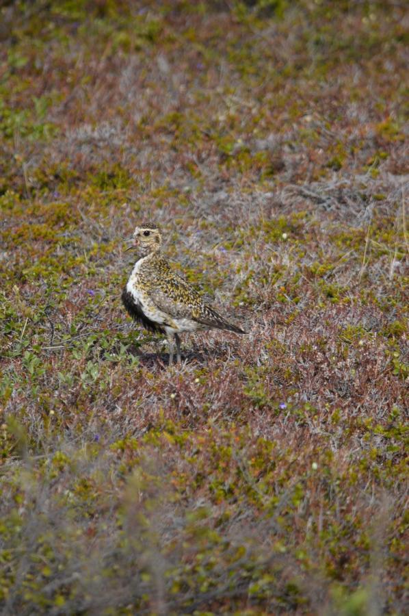 Sky Sighting Igluhus - Stay'In Arbakki Arskogssandur Exterior foto