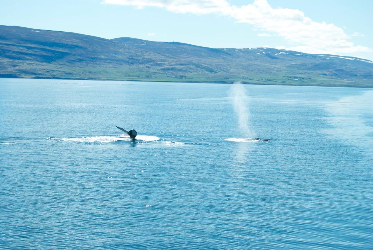 Sky Sighting Igluhus - Stay'In Arbakki Arskogssandur Exterior foto